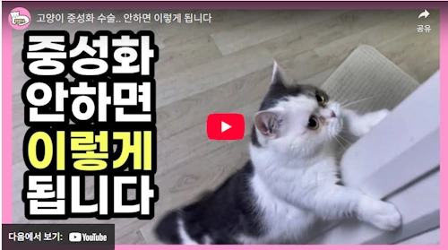 고양이 중성화 수술 안 하면