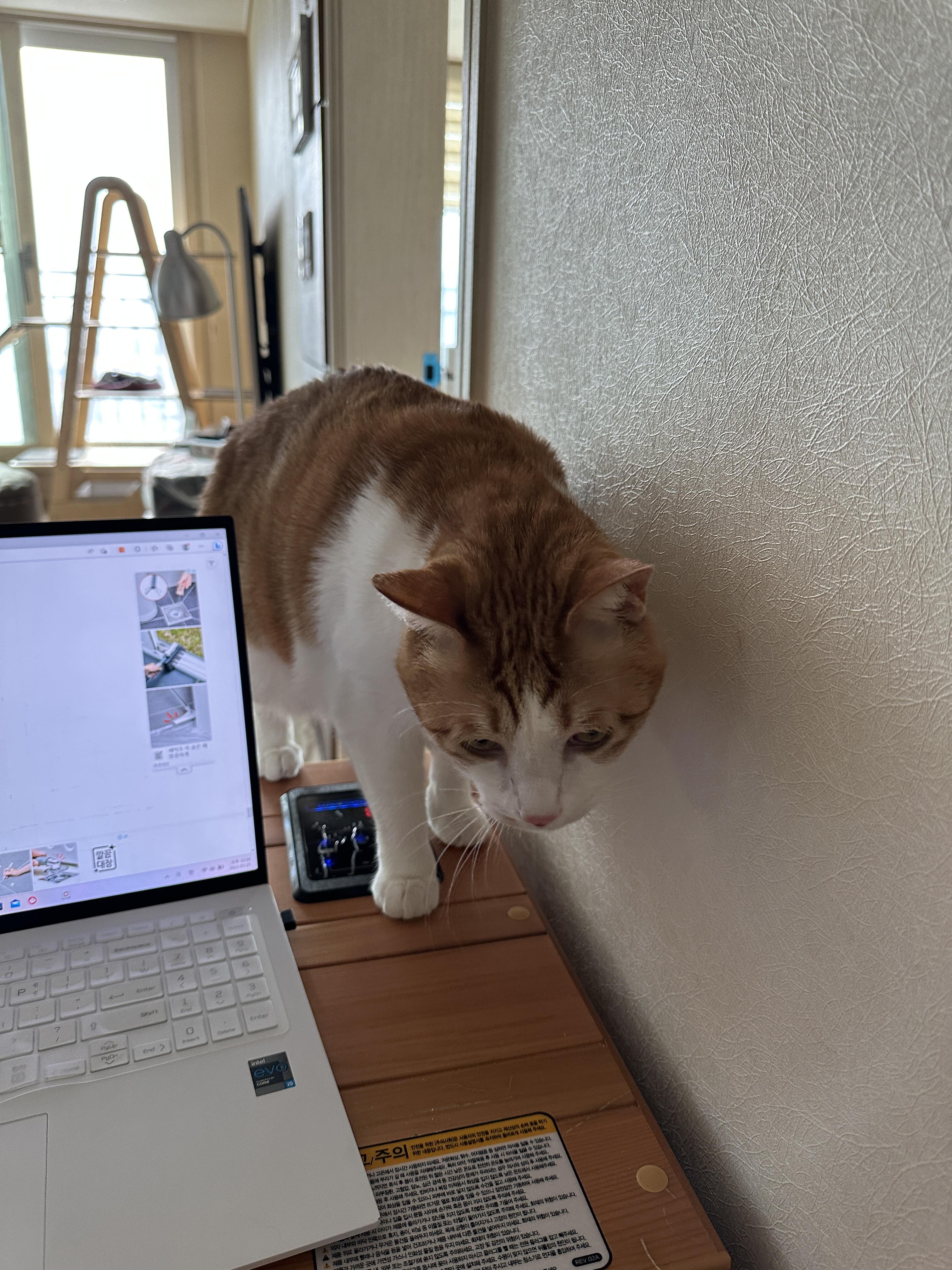 소심한 막둥이가 엄마를 지키는 방법 (feat.긴장해서 코까지 빨개진 막둥이)