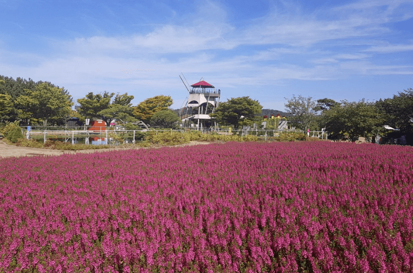 전국 가을 꽃 축제 추천 BEST