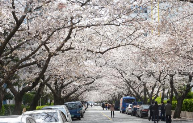 벚꽃 개화시기 총정리7