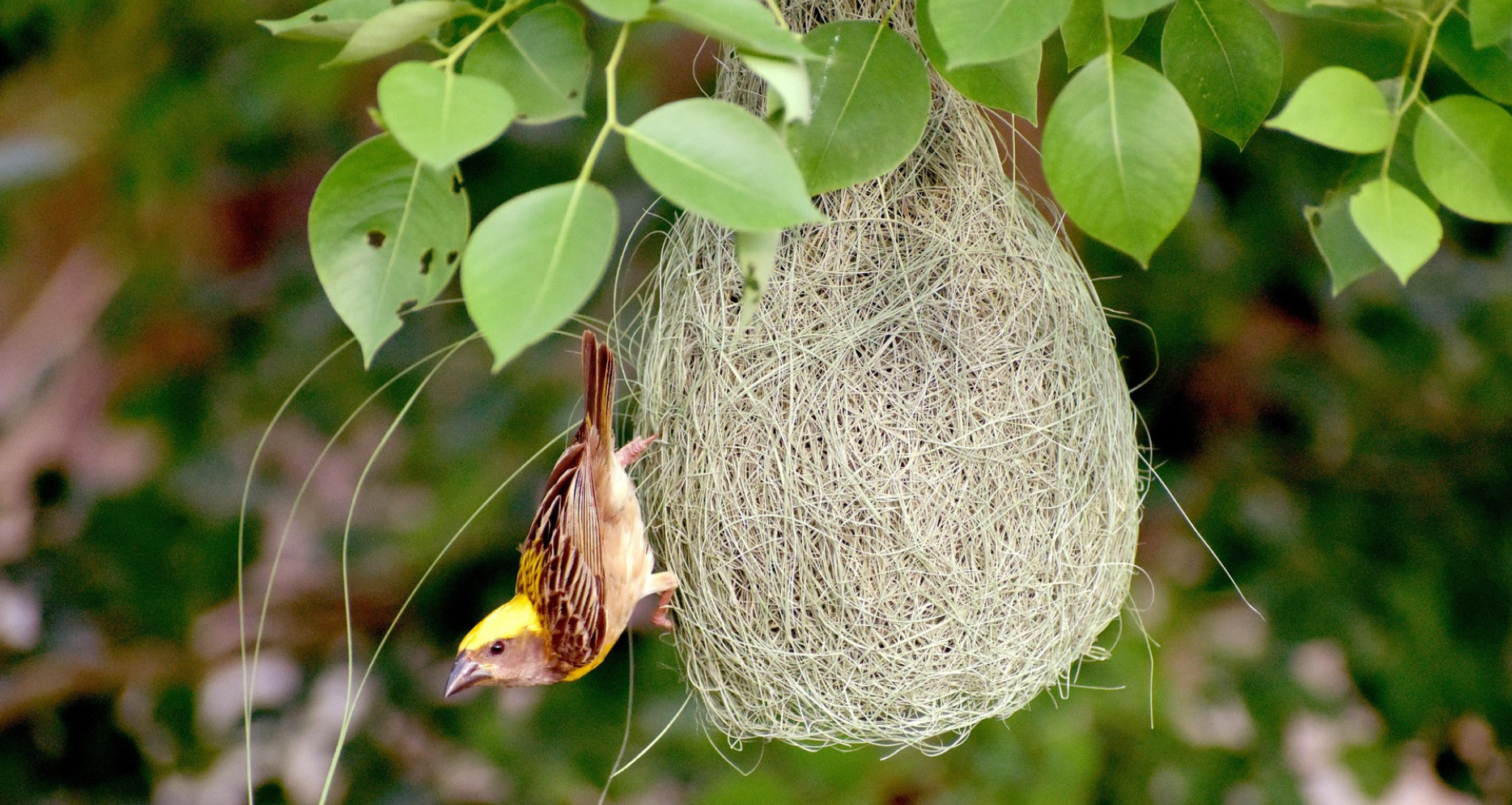 자취생활 꿀팁( 예쁜 새가 둥지를 만들어 입구에 거꾸로 서있는 이미지-독립한 모습을 새로 의인화 함)