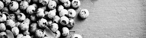 블루베리 묘목 심는 시기 마무리: 교차 수분