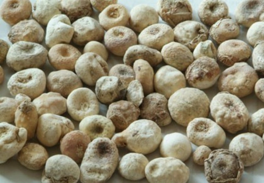 야생에서 채취를 한 반하를 깨끗하게 세척을 한 후에 건조시킨 것을 하얀 바닥 위에 여러 개 놓아두고 찍은 사진