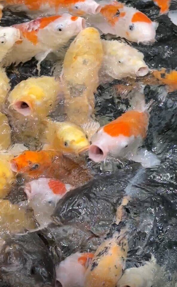 오산시청버드파크-잉어먹이주기