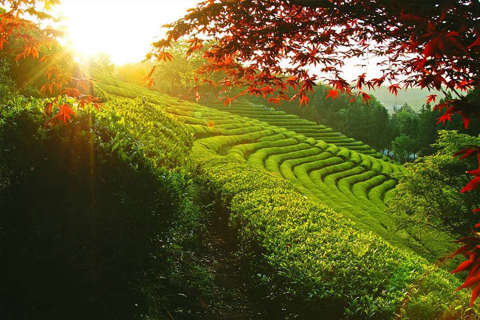 보성다향대축제