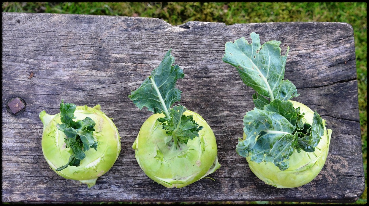 콜라비관련이미지6