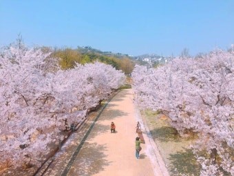 서울 벚꽃 주말 방문