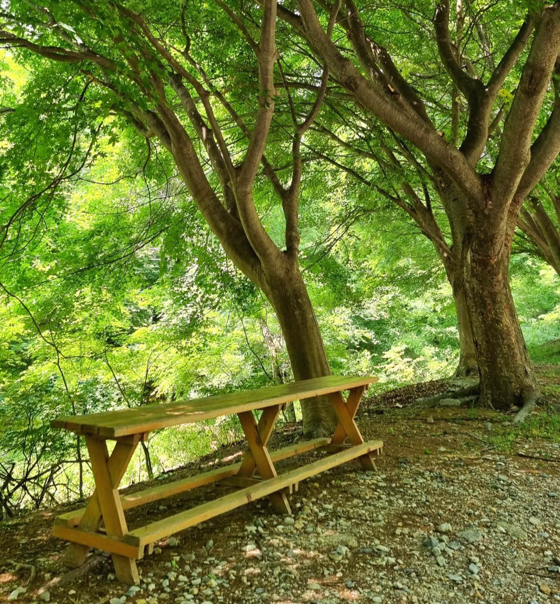 미리내 성지 산책길에 나무 사이 의자