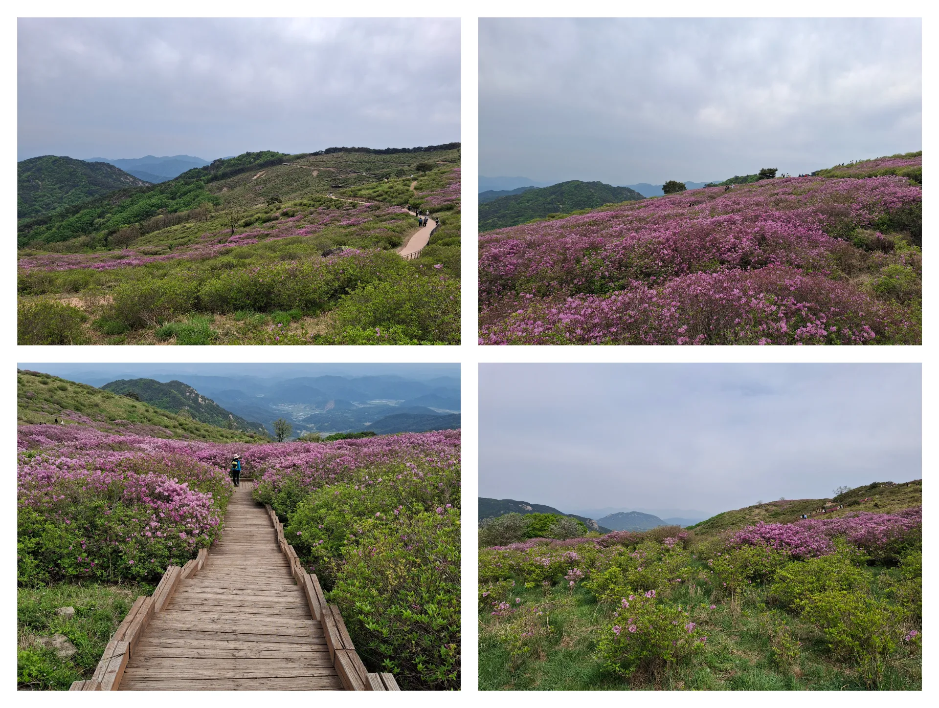 봄 황매산