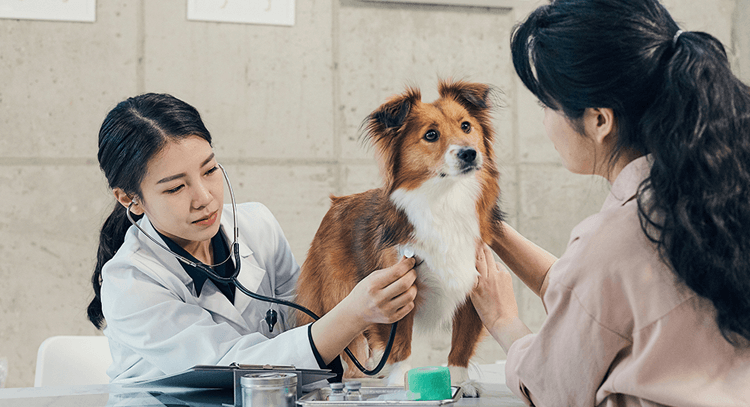 반려동물-진료비-부가세-면세