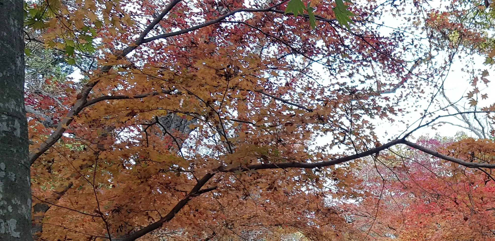 장태산 자연휴양림 예약 방법 및 숙박 입장료 