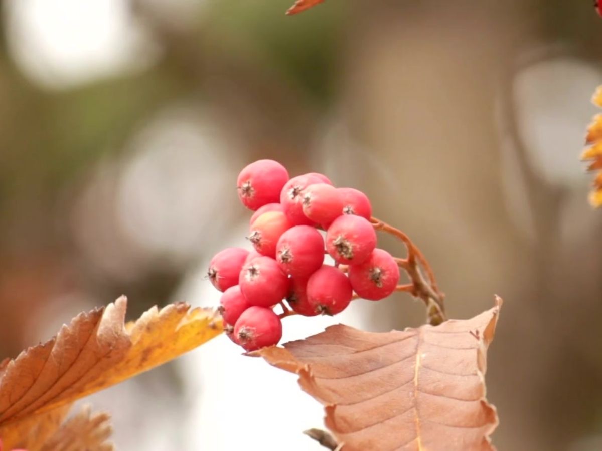 마가목 열매 효과