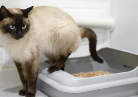 고양이 배변 훈련 시기, 방법 실패 없는 초보 집사 가이드