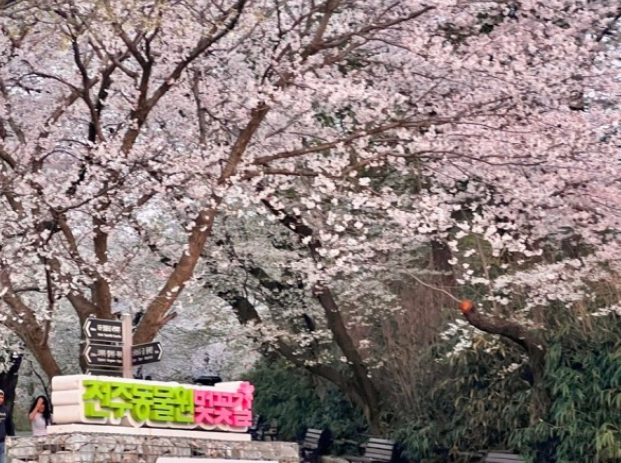 전주-벚꽃-명소