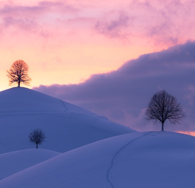 겨울철 무우보관법