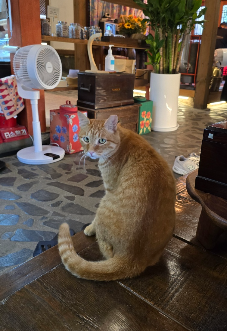 애교가 많은 고양이