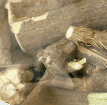 가시오갈피 부작용