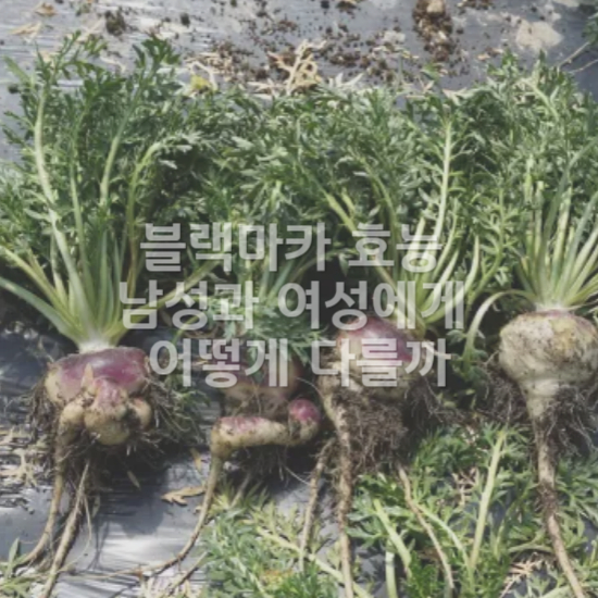 남성에게 좋은 블랙마카 효능1