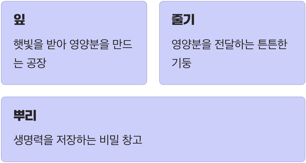 버릴 것 하나 없는 지혜로운 식물