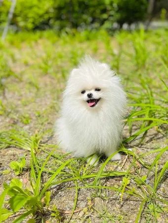 새끼강아지무료분양 멍멍이 가족 맞이 꿀팁_13