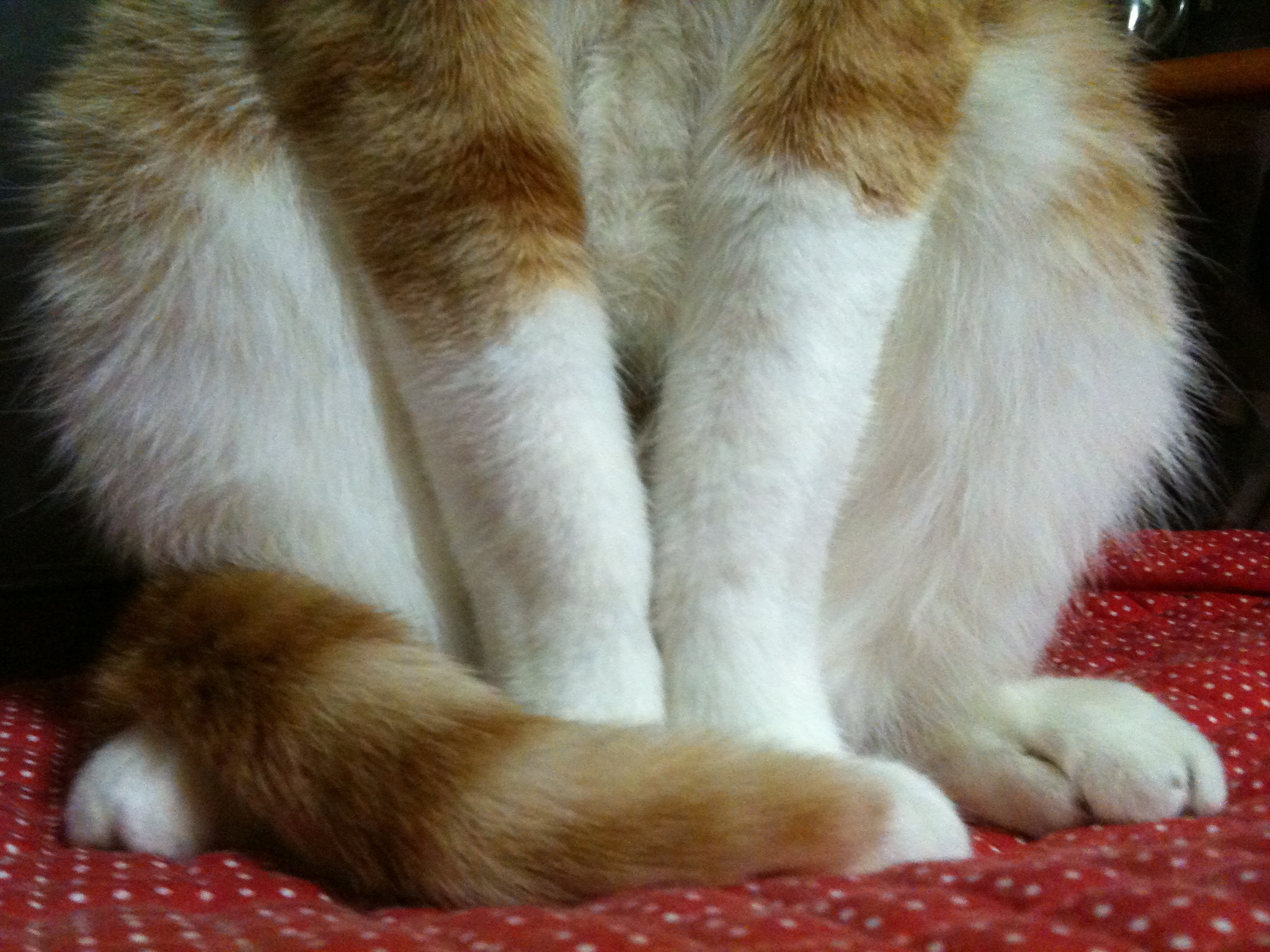 고양이 변비 관련 사진