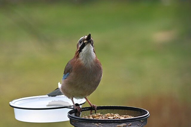 춘천 제이드가든