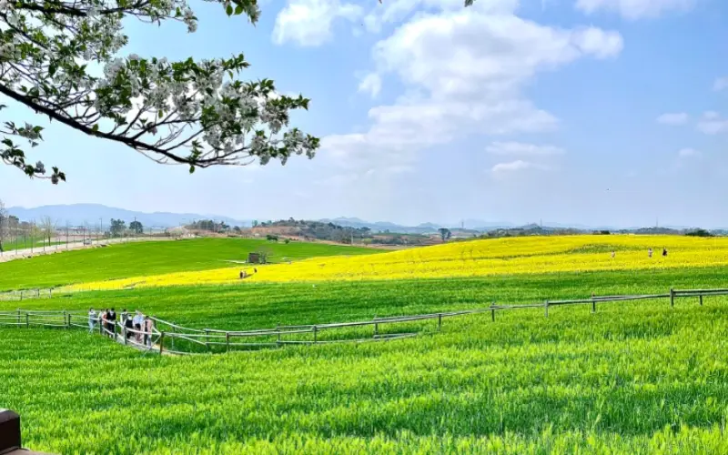 고창 청보리밭 축제_9
