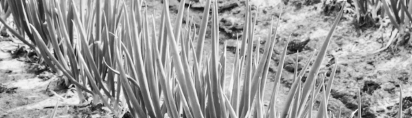 쪽파 심는시기, 쪽파 파종시기: 8월 말 ~ 9월 초