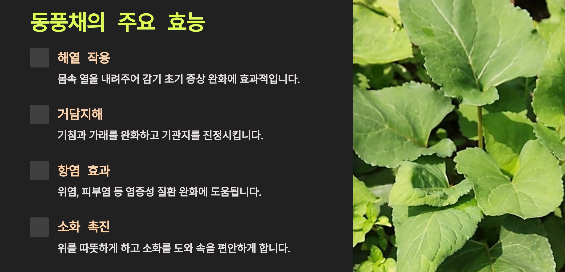 동풍채(취나물)의 효능