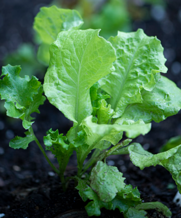 배추 효능 부작용 칼로리