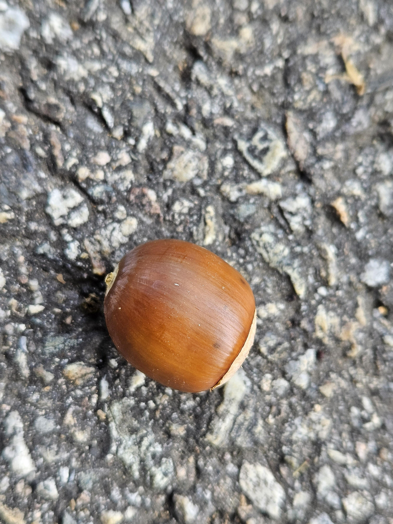 상수리나무 열매2