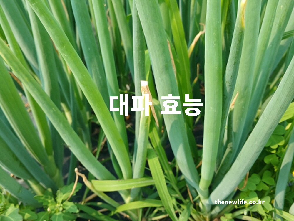 대파 효능을 과학적 근거를 바탕으로 설명하는 대표 실사진