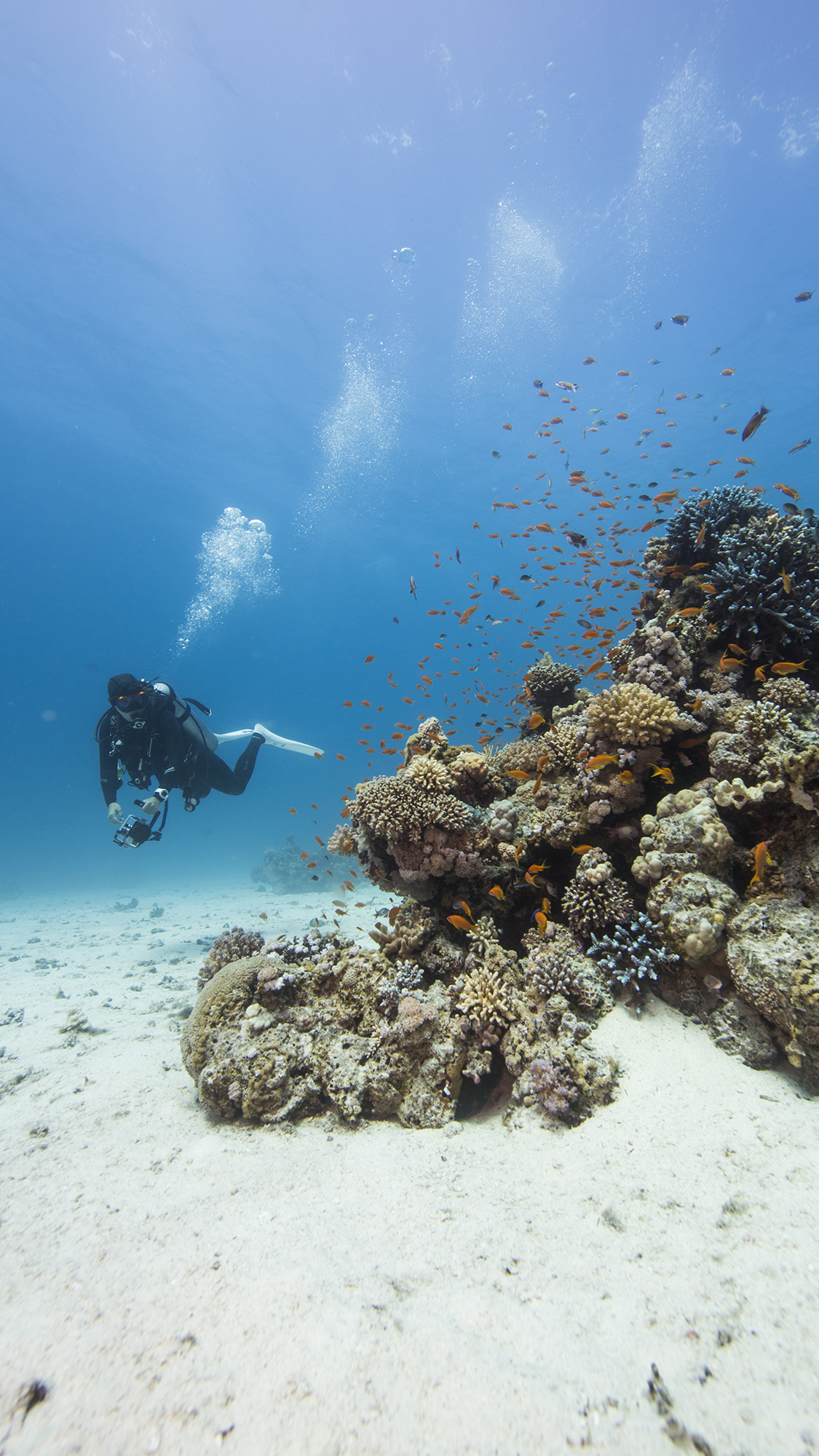 이집트 홍해 후르가다 다이빙