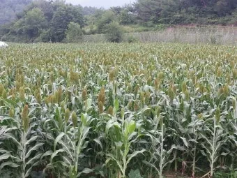 수수 재배 이삭 관리 쓰러짐 방지 건조 수확_3