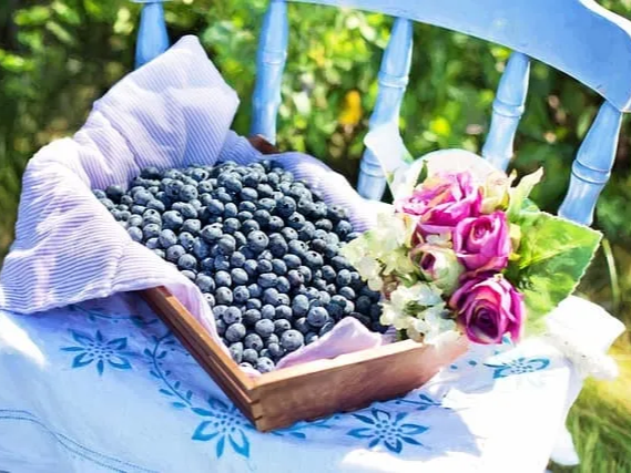 심혈관 건강 개선에 도움을 주는 블루베리