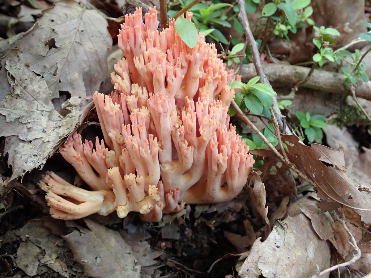 싸리버섯 손질법