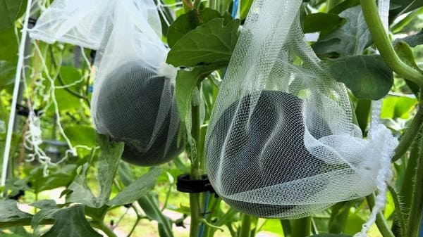 흑수박-애플수박-재배법-재배시기-파종시기-모종-심는시기-수확시기