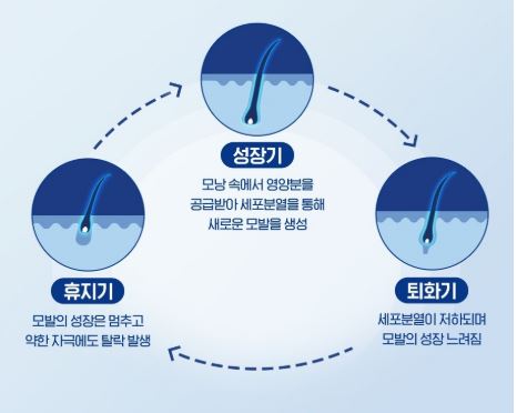 로게인폼 사용법