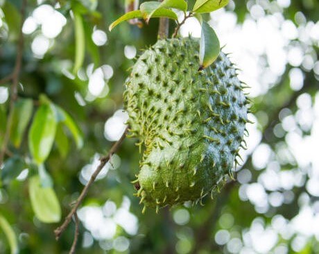 그라비올라 열매3