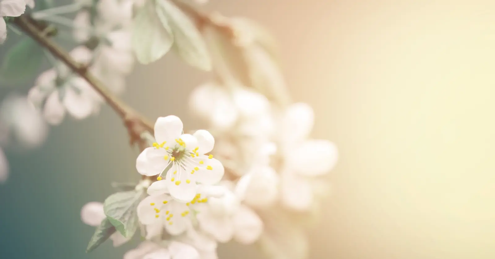 꽃이름 찾기 앱