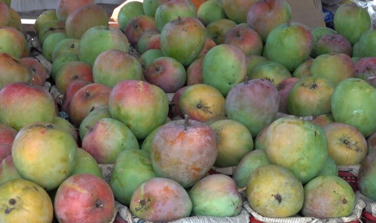 EBS &lsquo;극한직업&rsquo; 대왕 망고 구매하기 