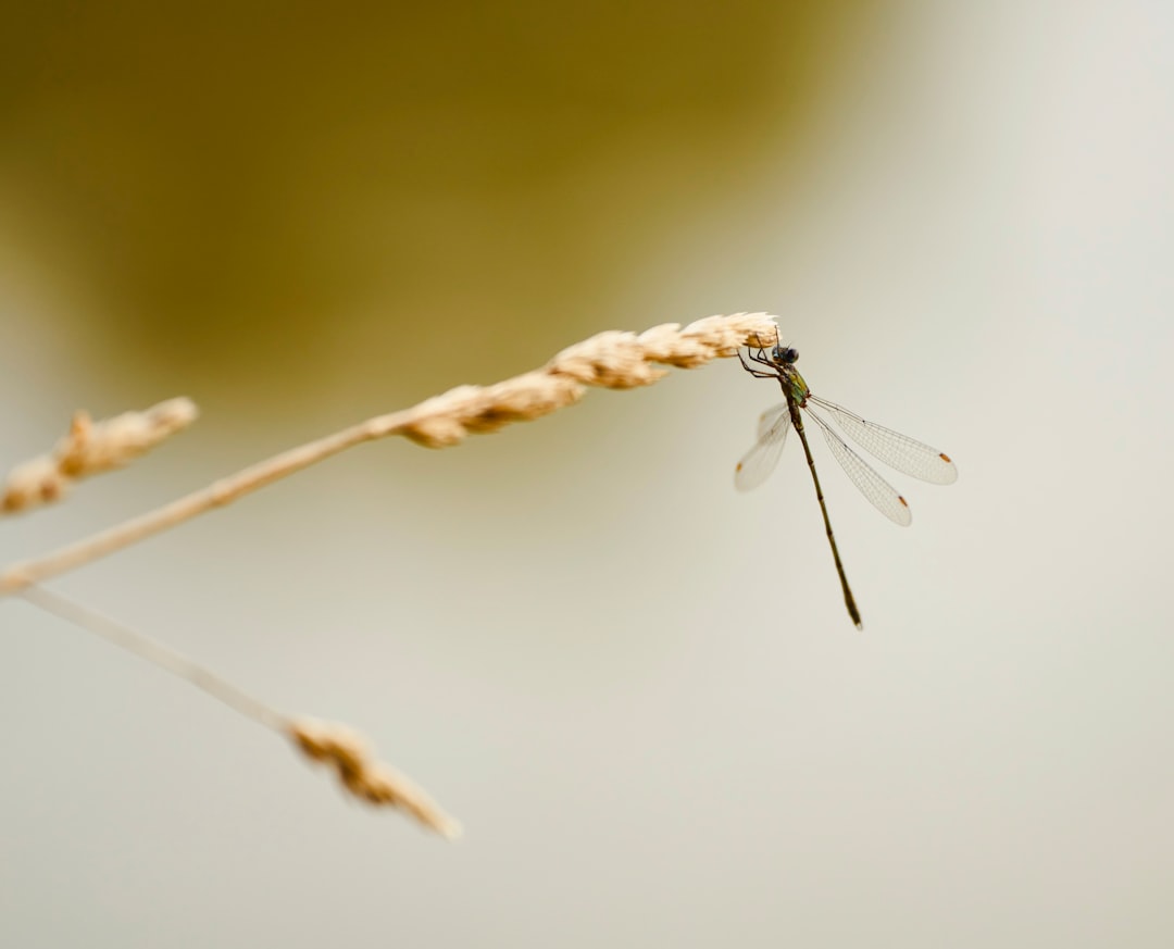Dengue.