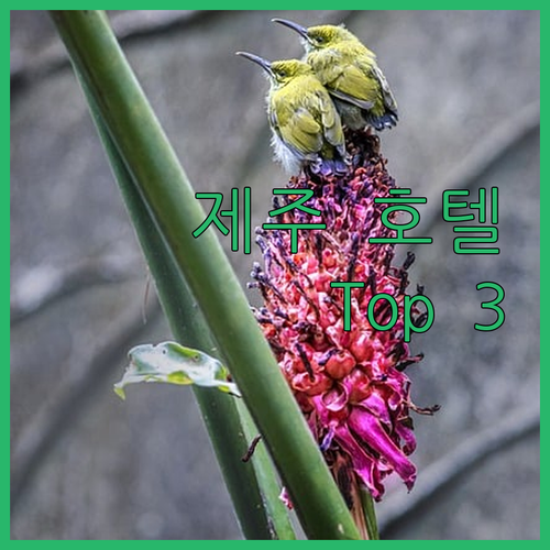 힐링 가득! 제주 인기 호텔 Top 