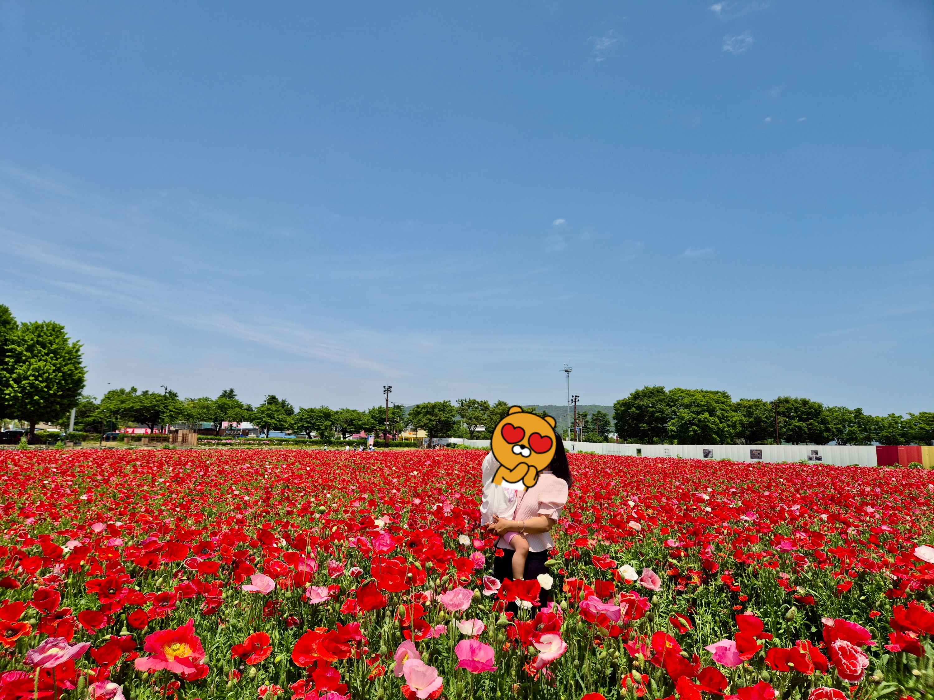 경주아이와, 경주첨성대아이와, 경주첨성대양귀비 포토존