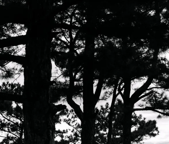 능이버섯-산행-채취-꿀팁-후기