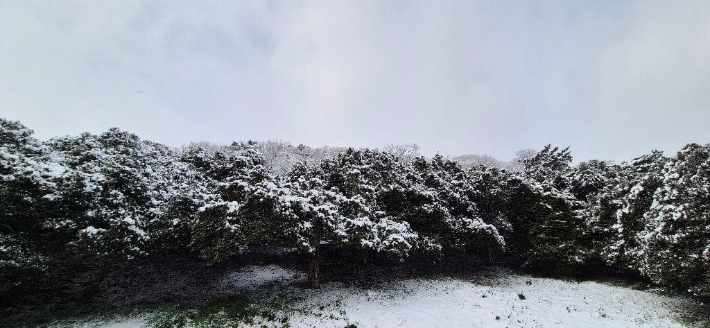 [4월 축제]사계절의 모습이 다 아름다운 고창 선운사❘동백꽃, 홍매화 사진 이벤트