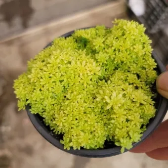 세덤 키우기, 세덤 종류, 물주기, 분갈이, 꽃, 환경_45