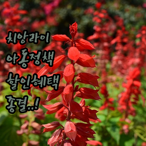태국 치앙라이 여행 필수 정보와 리조..