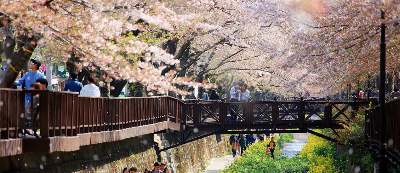 봄-벚꽃 축제-일정-대구 경남