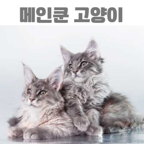 메인쿤 /출처 :어도비스톡